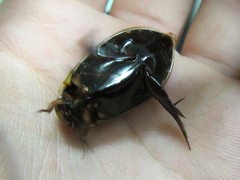 Cybister tripunctatus