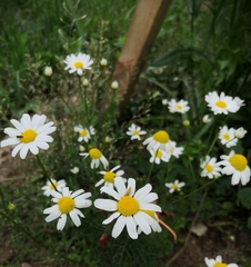 Tripleurospermum inodorum
