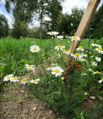 Tripleurospermum inodorum