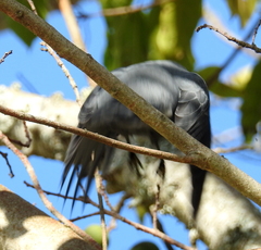 Coracina caesia caesia