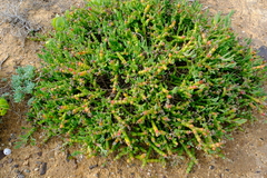 Mesembryanthemum dinteri