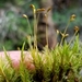 Ontario Dicranum Moss - Photo (c) Rob Routledge, some rights reserved (CC BY-NC), uploaded by Rob Routledge