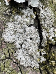 Phaeophyscia insignis