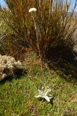 Craspedia lanata elongata