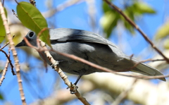 Coracina caesia caesia