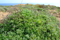 Helichrysum hebelepis