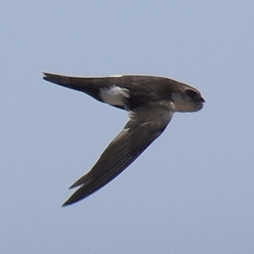 photo of White-throated Swift (Aeronautes saxatalis)