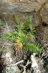 Asplenium appendiculatum