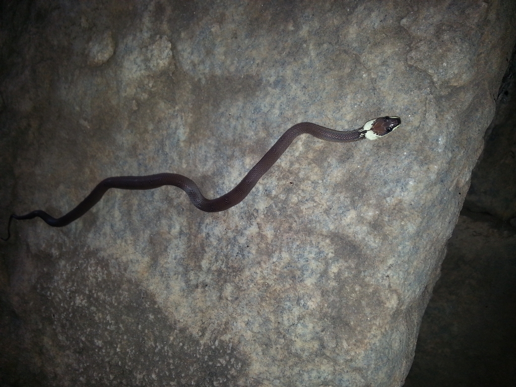 Yellow-Collared Wolf Snake