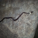 黃頸狼齒蛇 - Photo 由 Vijayalakshmi 所上傳的 (c) Vijayalakshmi，保留部份權利CC BY-NC