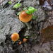 Conocybe coprophila - Photo (c) Ma. Eugenia Mendiola González, some rights reserved (CC BY-SA), uploaded by Ma. Eugenia Mendiola González