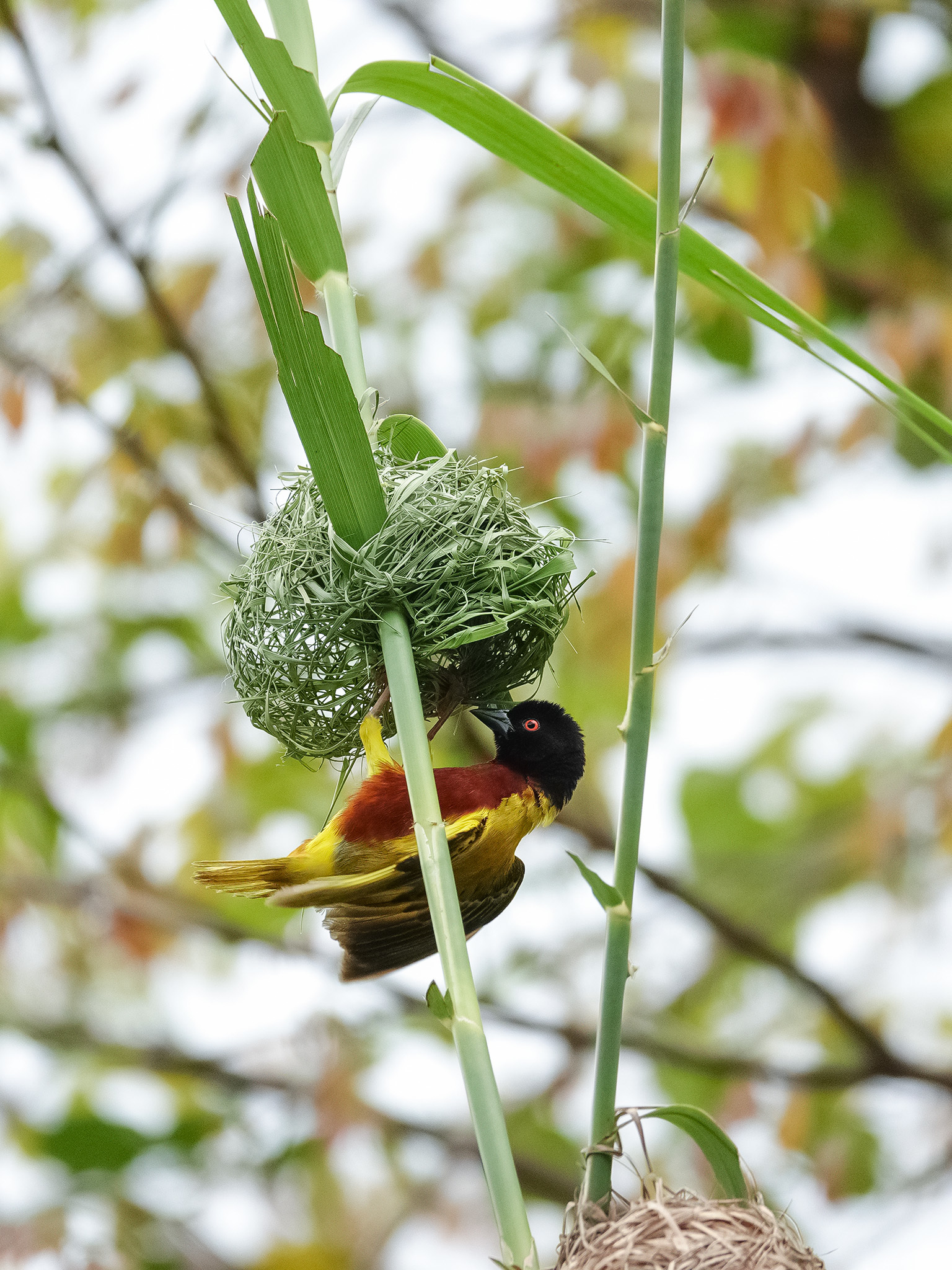 Golden-backed Weaver illustration