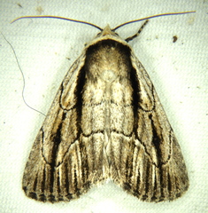 Sympistis badistriga