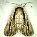 Honeysuckle Budworm - Photo (c) Michael Butler, some rights reserved (CC BY-NC), uploaded by Michael Butler