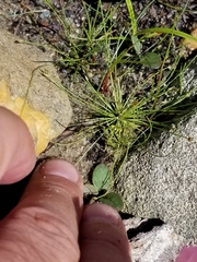 Eleocharis intermedia