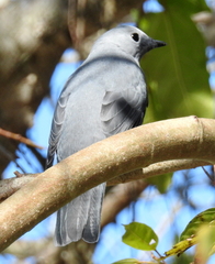 Coracina caesia caesia