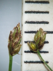 Eleocharis intermedia