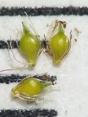 Eleocharis intermedia