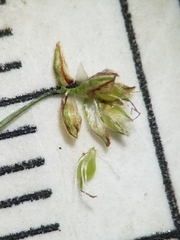 Eleocharis intermedia