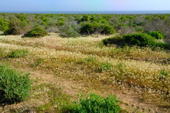 Foveolina tenella
