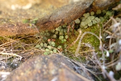 Asplenium hookerianum