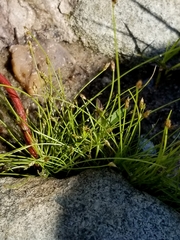 Eleocharis intermedia