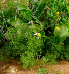 Foveolina tenella