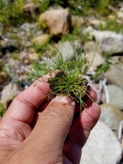Eleocharis intermedia
