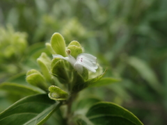 Hypoestes cochlearia