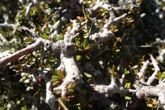 Pittosporum anomalum