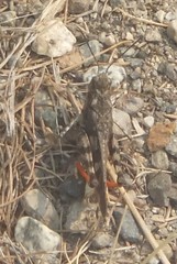 Cratypedes neglectus