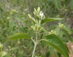 Hypoestes cochlearia