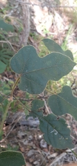 Brachychiton bidwillii