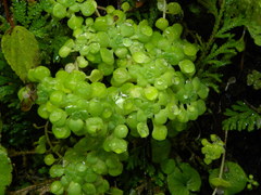 Sedum clausenii