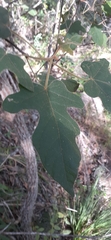 Brachychiton bidwillii