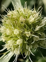 Eryngium campestre