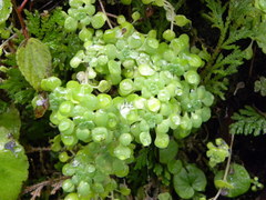 Sedum clausenii