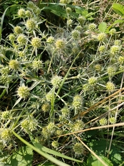 Eryngium campestre