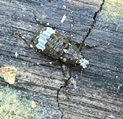 Tropiderini
