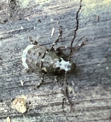 Tropiderini