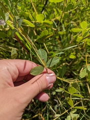 Baptisia australis aberrans