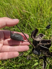 Baptisia australis aberrans