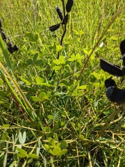 Baptisia australis aberrans