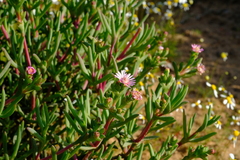 Ruschia subpaniculata