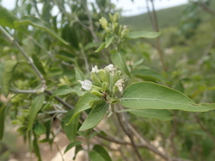 Hypoestes cochlearia