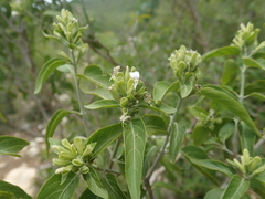 Hypoestes cochlearia