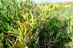Ruschia subpaniculata