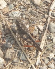 Cratypedes neglectus