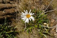 Celmisia spectabilis