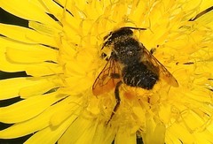 Megachile inermis